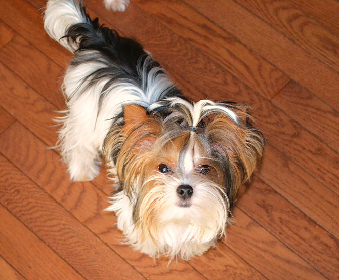 Yorkie Stud Service Stud Service for Yorkies in TN Northshore Yorkshire Terriers