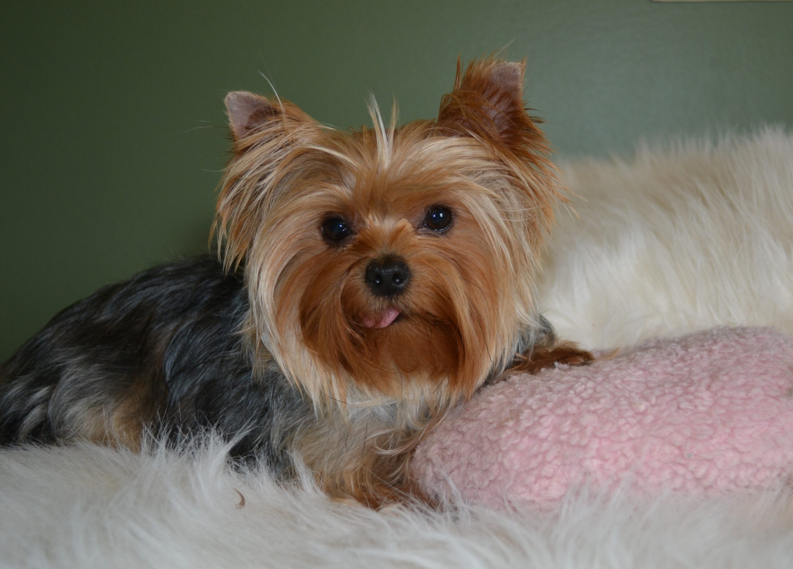 Norths Yorkshire Terriers